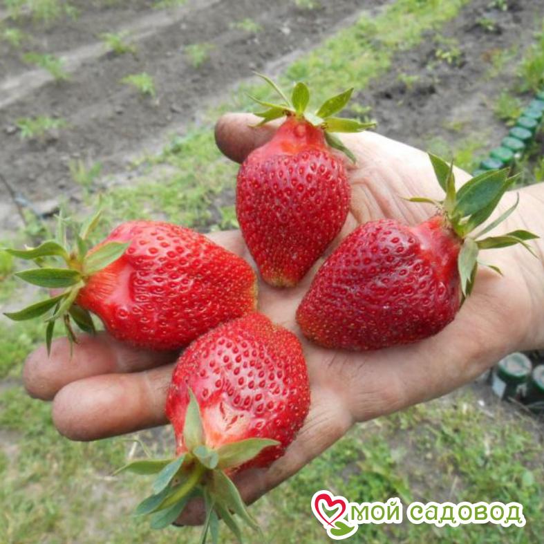 Клубника Вебенал