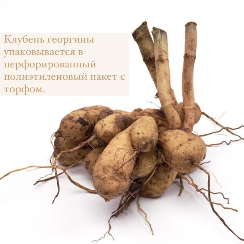 Георгина декоративная Крем де Кассис (CREME DE CASSIS)