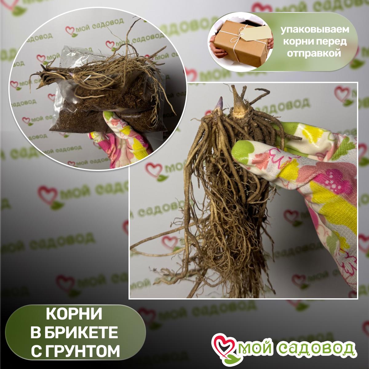 Хоста Прэинг Хэндс (Молящиеся Ручки)